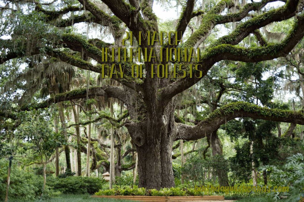 21-March International Day For Forests: