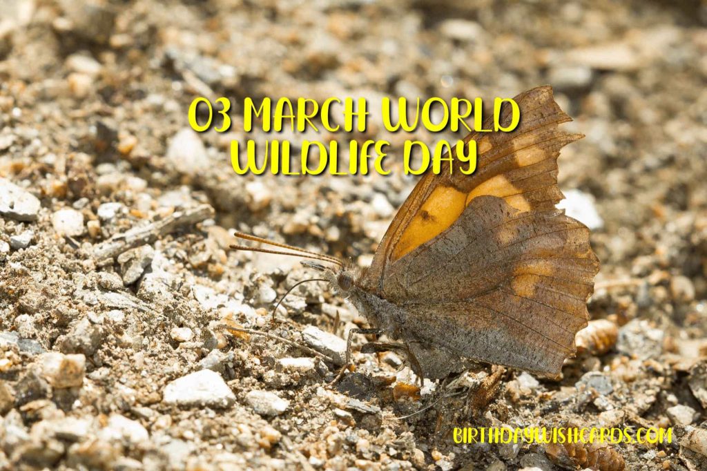 03-March World Wildlife Day:
