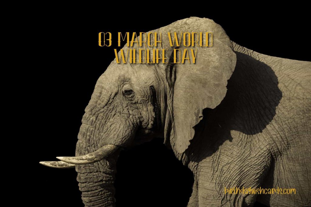 03-March World Wildlife Day: