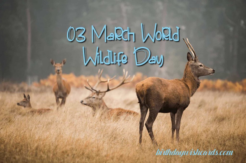 03-March World Wildlife Day: