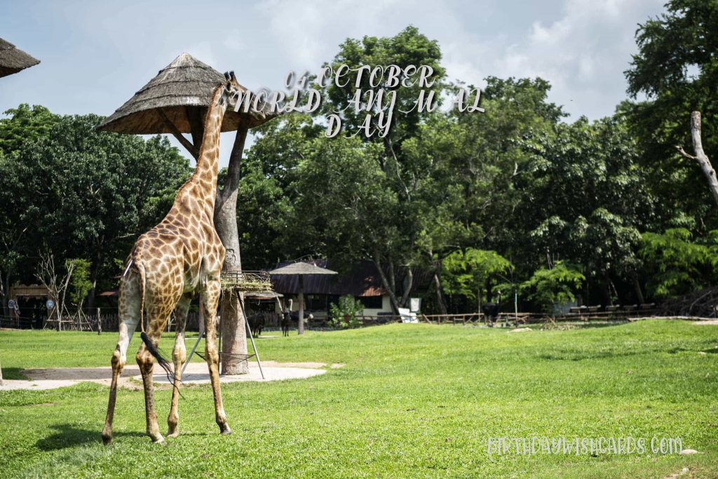 04-Oct World Animal Day: