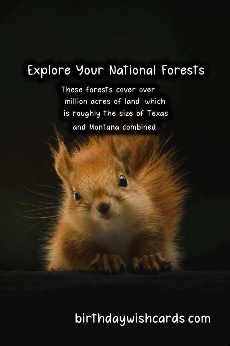 Celebrate National Forest Week with a Trip to Your Local National Forest