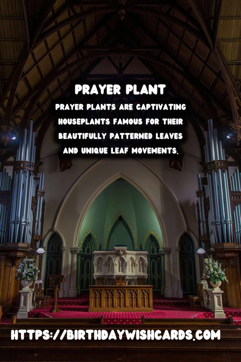 Caring for Prayer Plants: Unveiling the Secrets of Leaf Movement