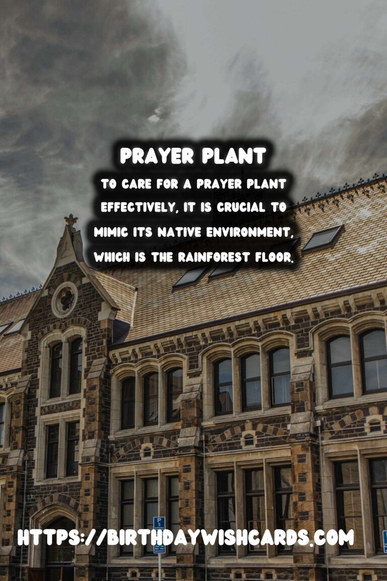 Caring for Prayer Plants: Unveiling the Secrets of Leaf Movement