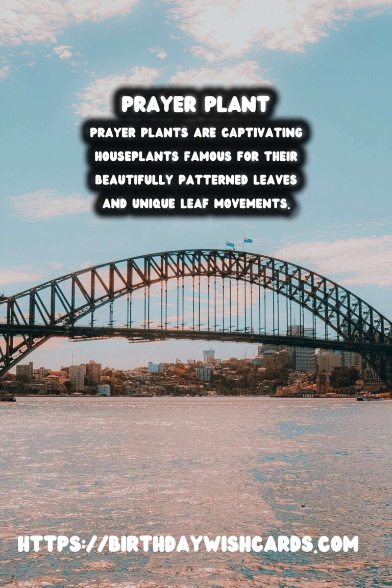 Caring for Prayer Plants: Unveiling the Secrets of Leaf Movement