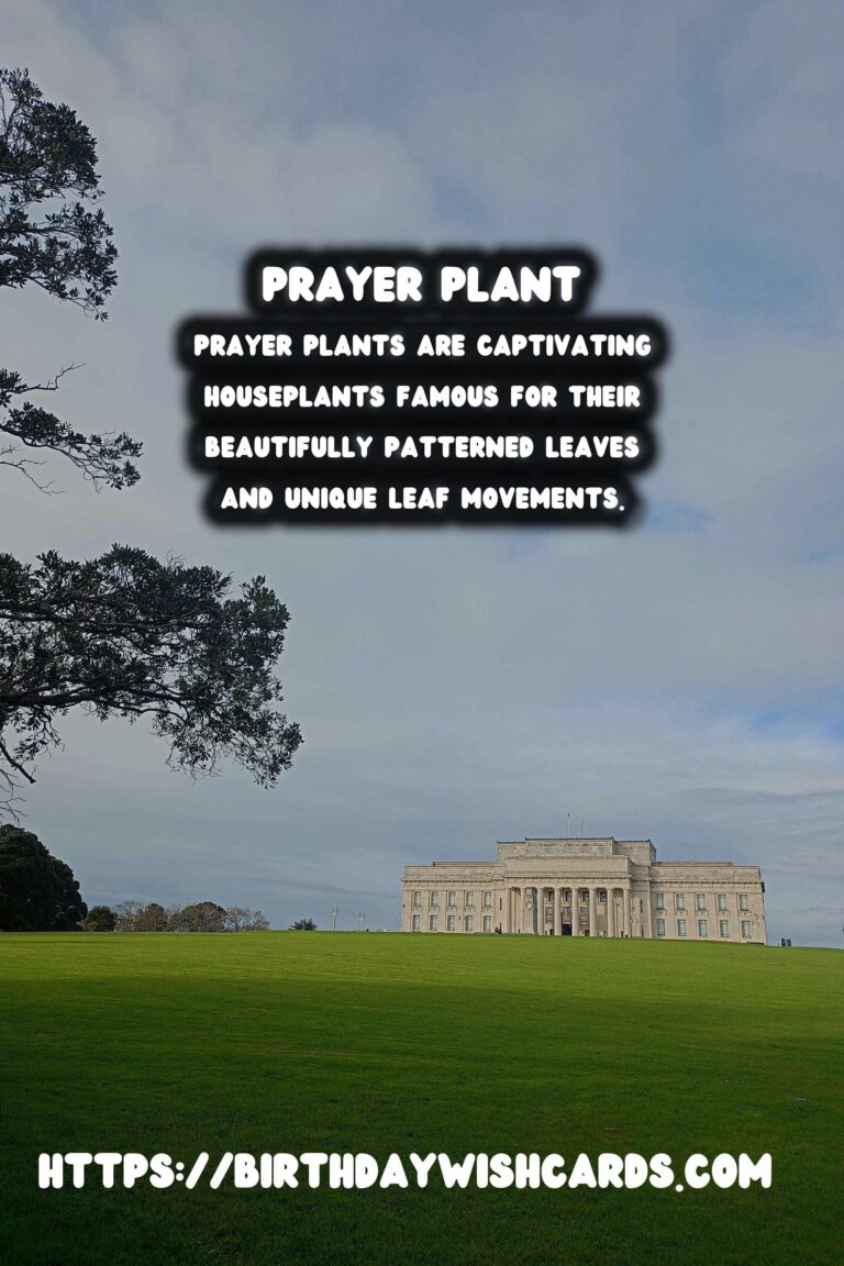 Caring for Prayer Plants: Unveiling the Secrets of Leaf Movement