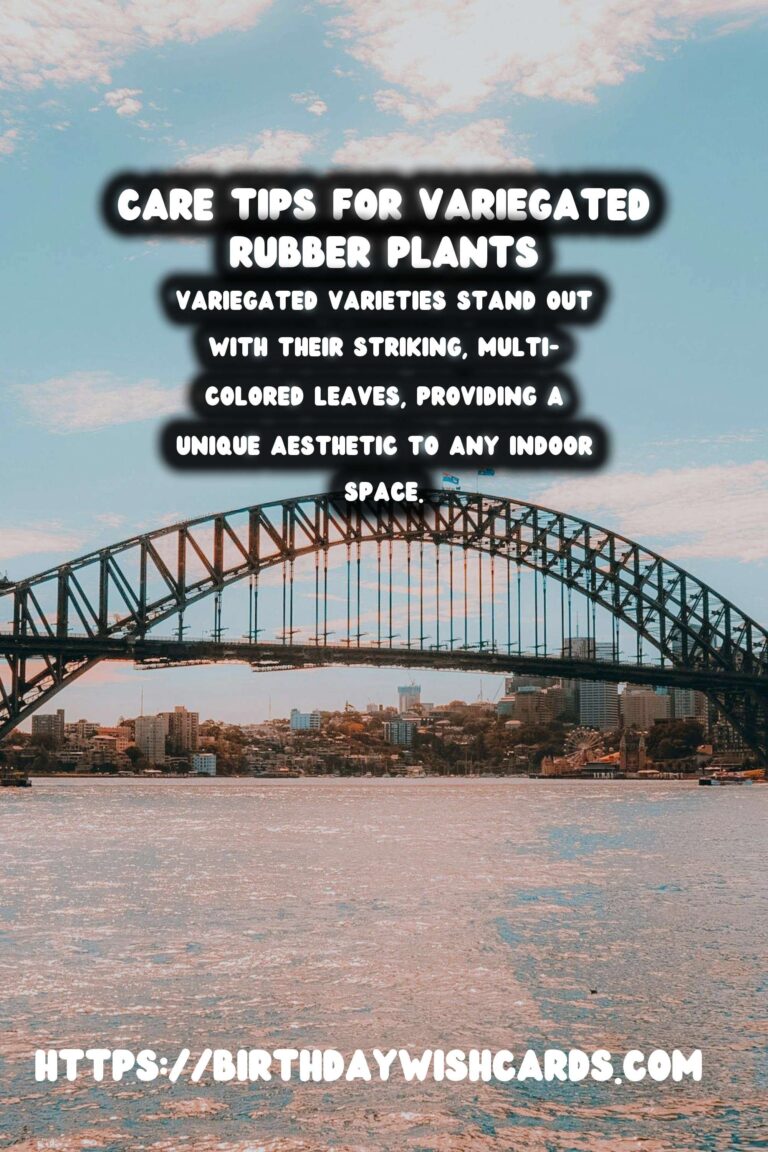 Caring for Rubber Plants: Variegated Varieties