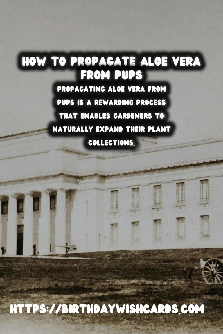 Comprehensive Guide to Caring for Aloe Vera: Propagation from Pups
