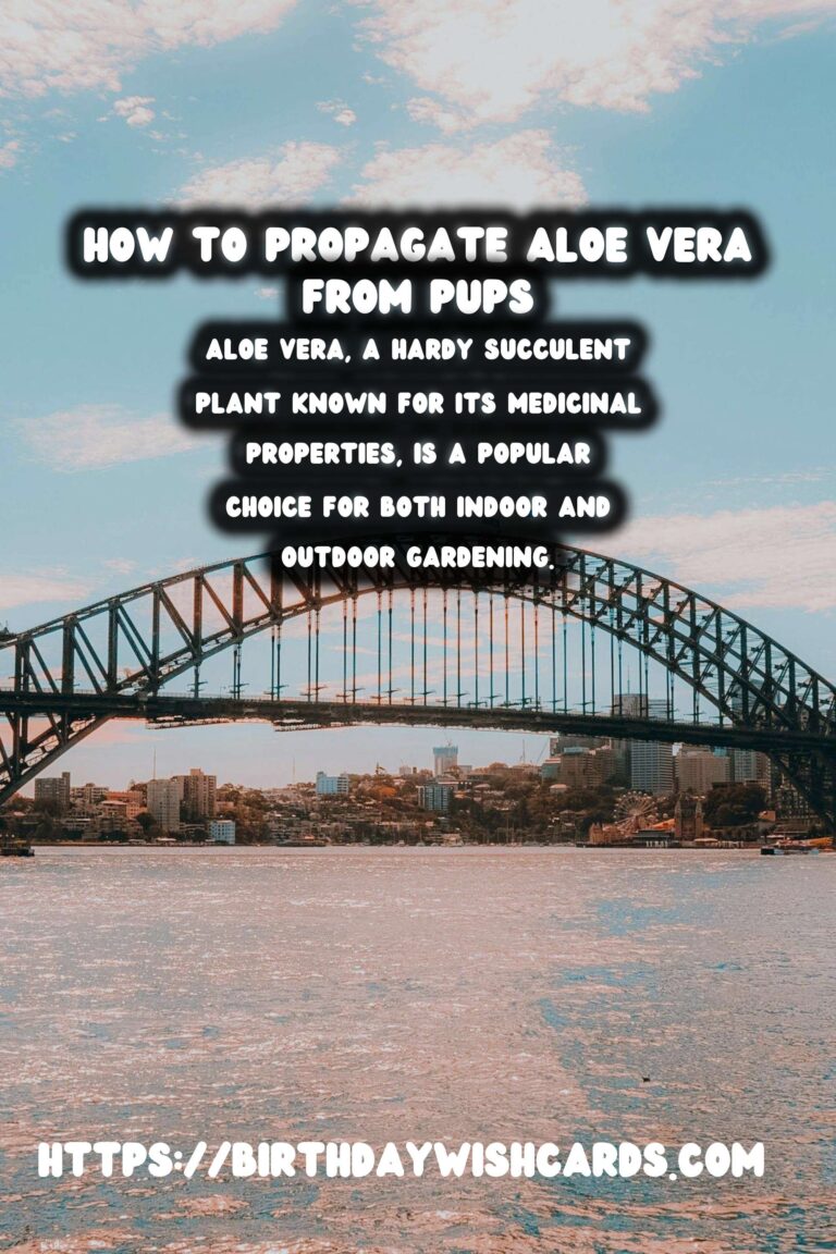 Comprehensive Guide to Caring for Aloe Vera: Propagation from Pups
