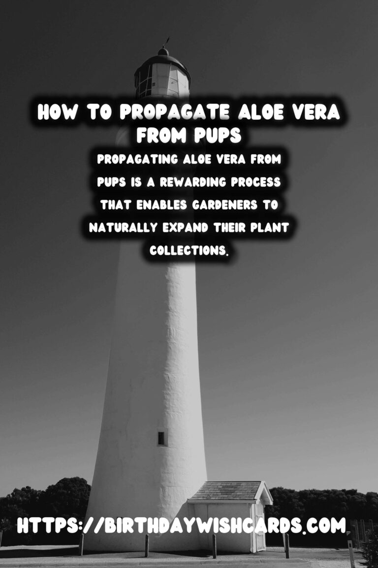 Comprehensive Guide to Caring for Aloe Vera: Propagation from Pups