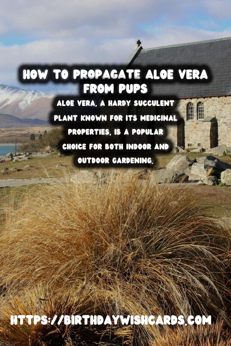 Comprehensive Guide to Caring for Aloe Vera: Propagation from Pups