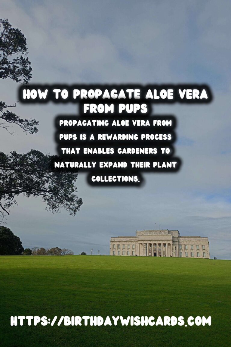 Comprehensive Guide to Caring for Aloe Vera: Propagation from Pups
