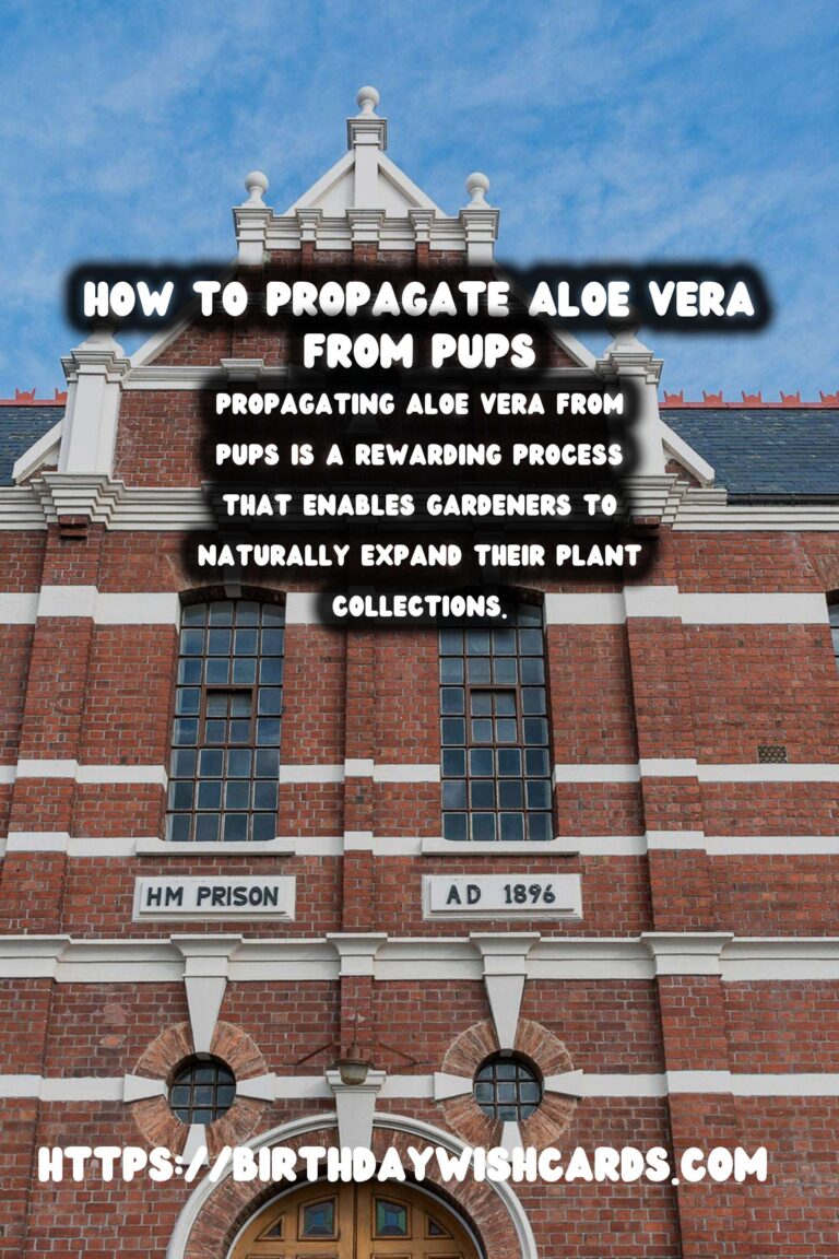 Comprehensive Guide to Caring for Aloe Vera: Propagation from Pups