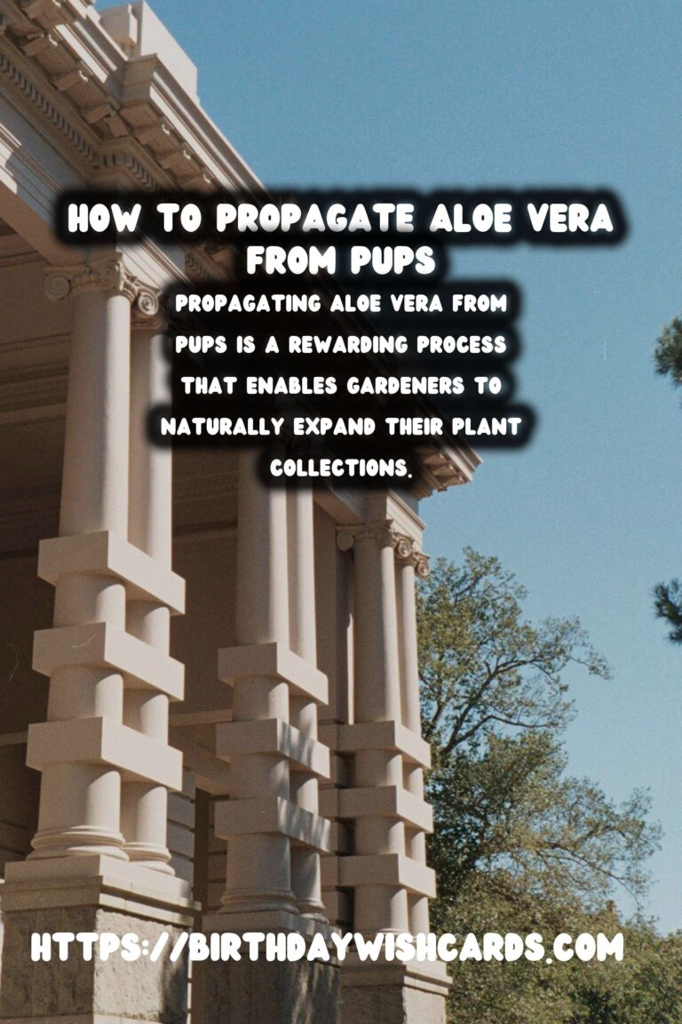 Comprehensive Guide to Caring for Aloe Vera: Propagation from Pups