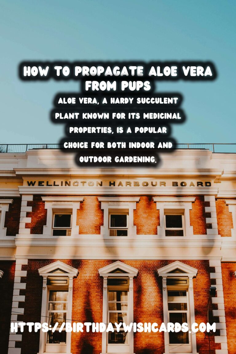 Comprehensive Guide to Caring for Aloe Vera: Propagation from Pups
