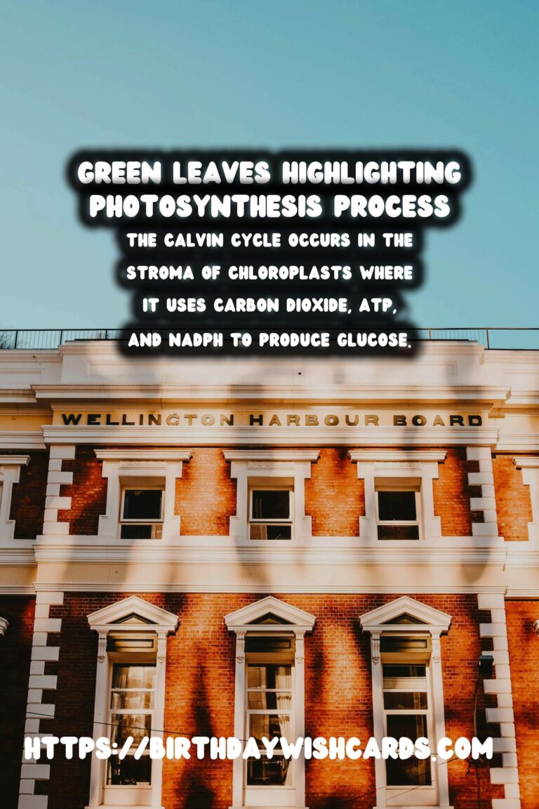 Understanding Plant Photosynthesis: Simplified