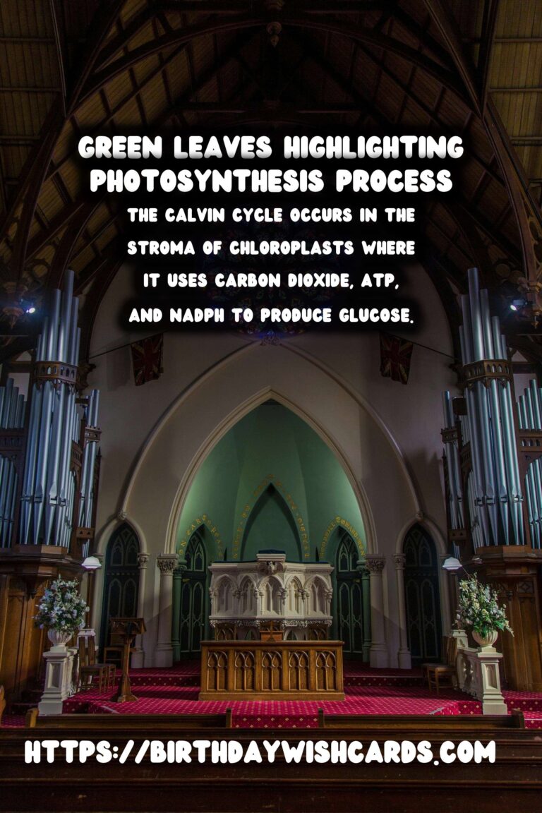 Understanding Plant Photosynthesis: Simplified