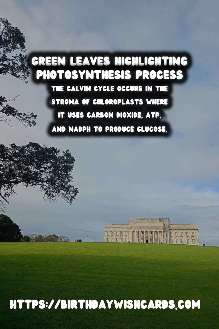 Understanding Plant Photosynthesis: Simplified