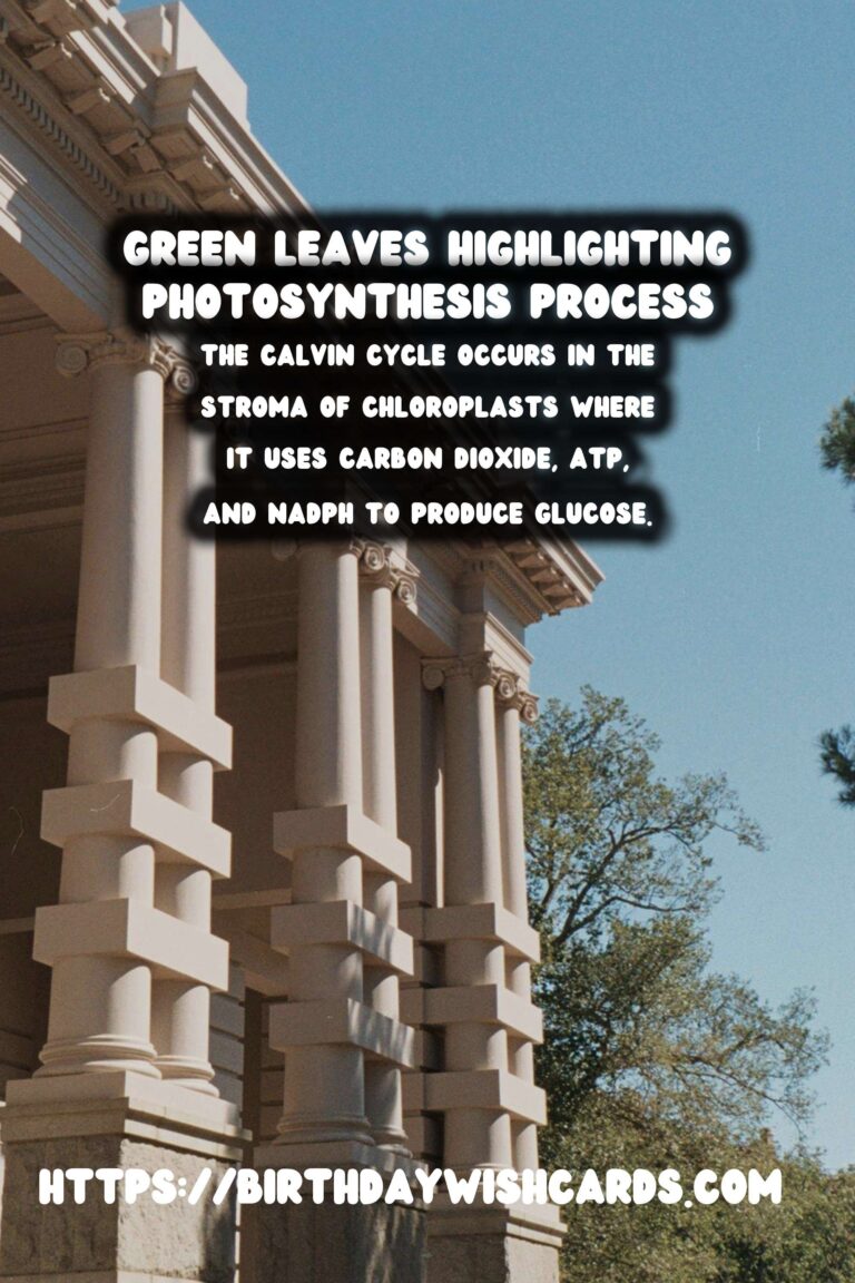 Understanding Plant Photosynthesis: Simplified