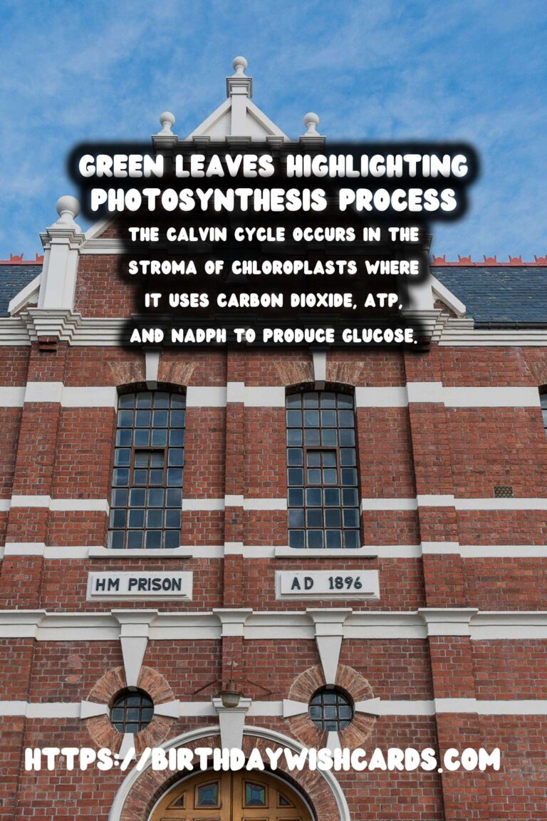 Understanding Plant Photosynthesis: Simplified