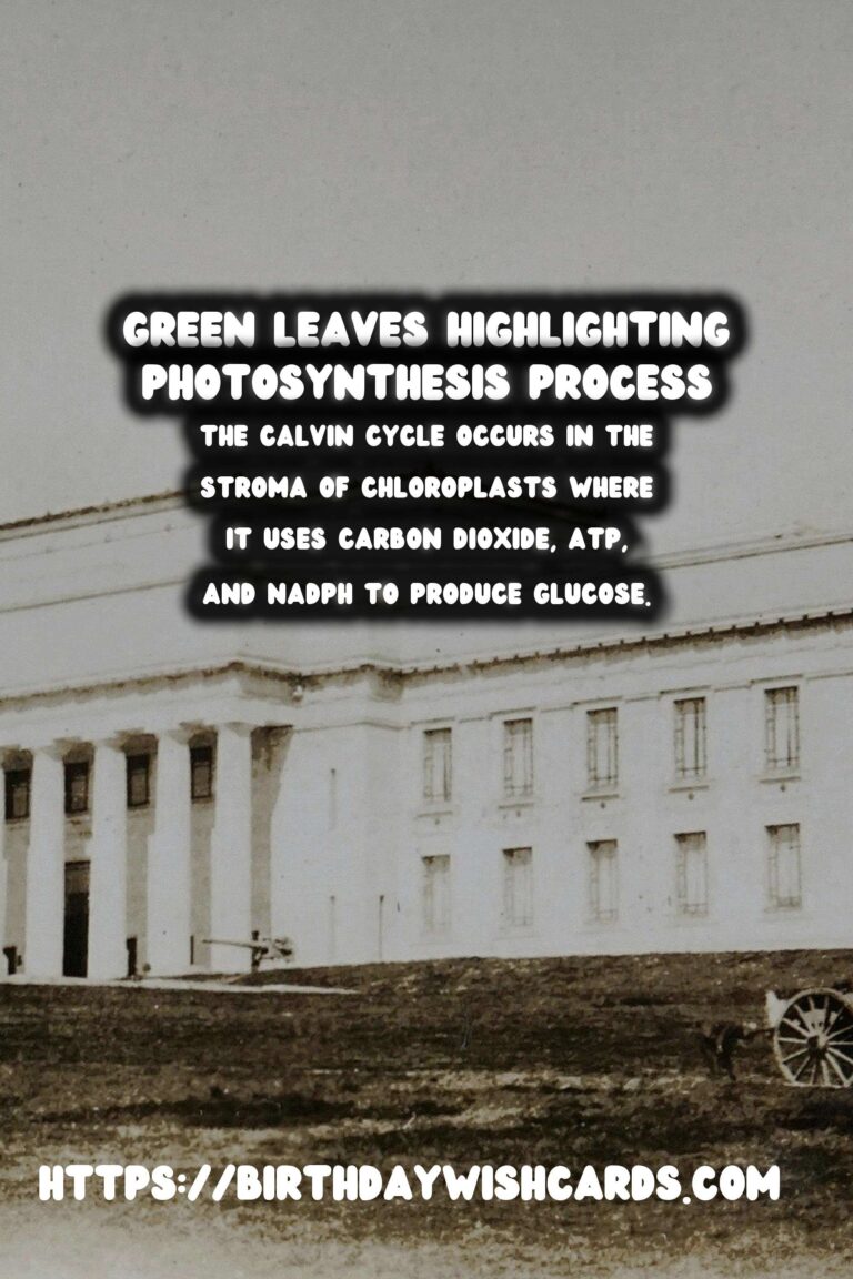 Understanding Plant Photosynthesis: Simplified