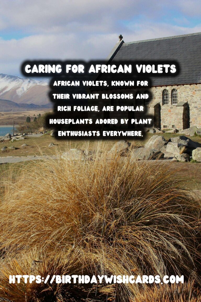 Caring for African Violets: A Guide to Year-Round Blooms