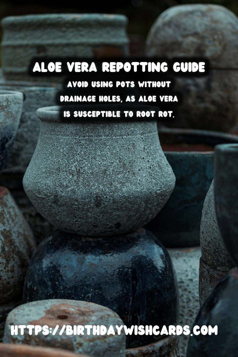 Caring for Aloe Vera: Comprehensive Repotting Instructions