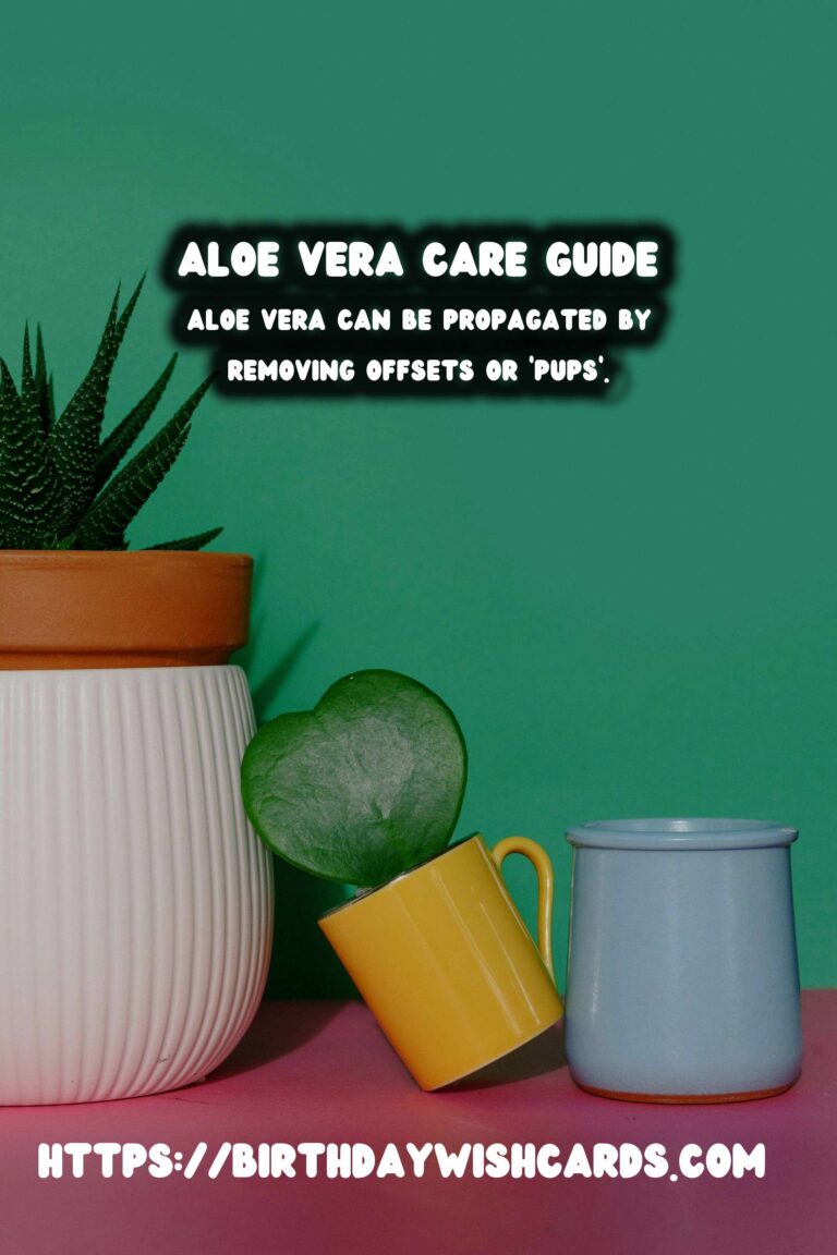 Caring for Aloe Vera: First Aid Plant Guide