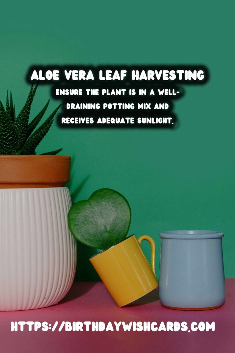 Caring for Aloe Vera: Harvesting Leaves for Optimal Growth