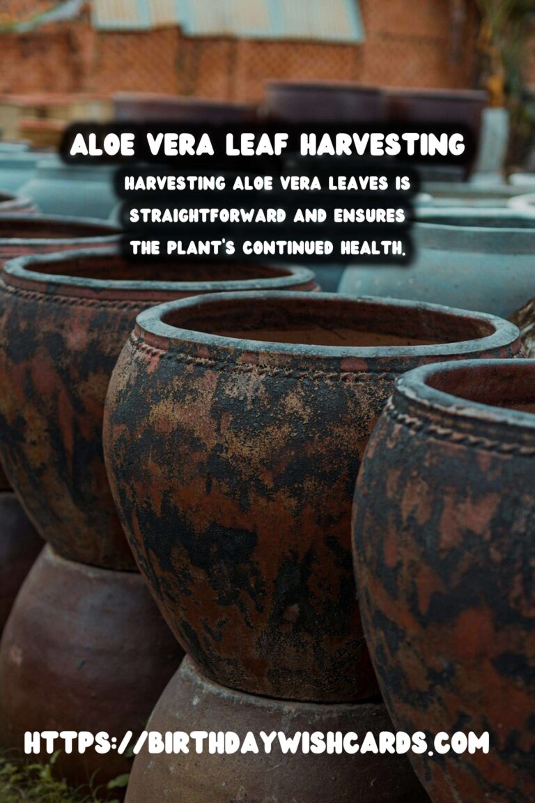 Caring for Aloe Vera: Harvesting Leaves for Optimal Growth