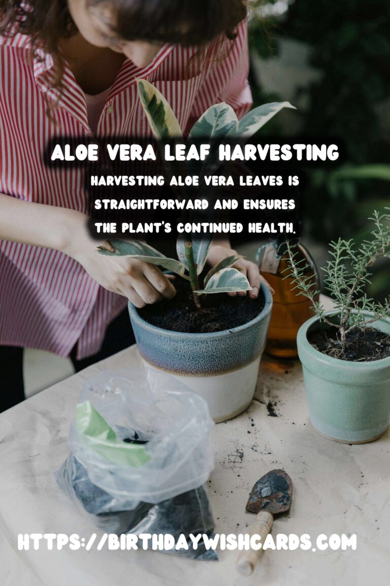 Caring for Aloe Vera: Harvesting Leaves for Optimal Growth