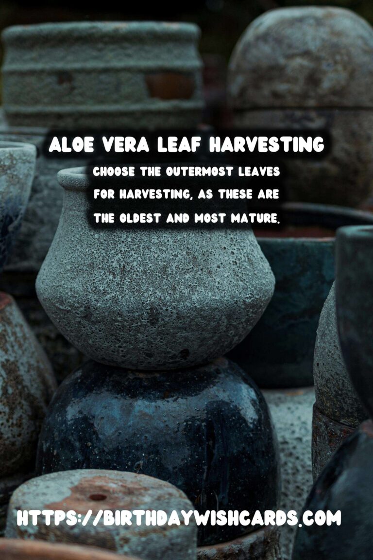 Caring for Aloe Vera: Harvesting Leaves for Optimal Growth