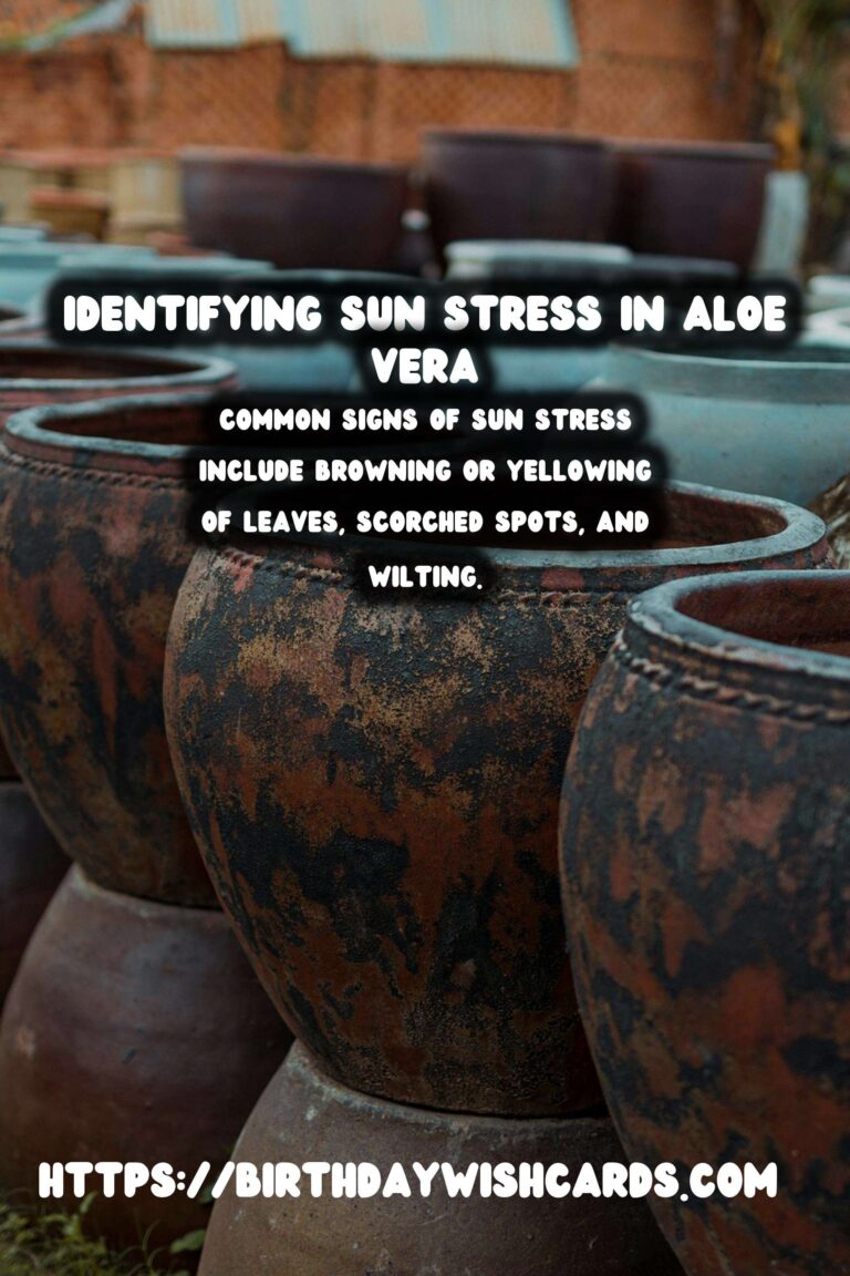 Caring for Aloe Vera Plants: Identifying Sun Stress and Ensuring Optimal Growth