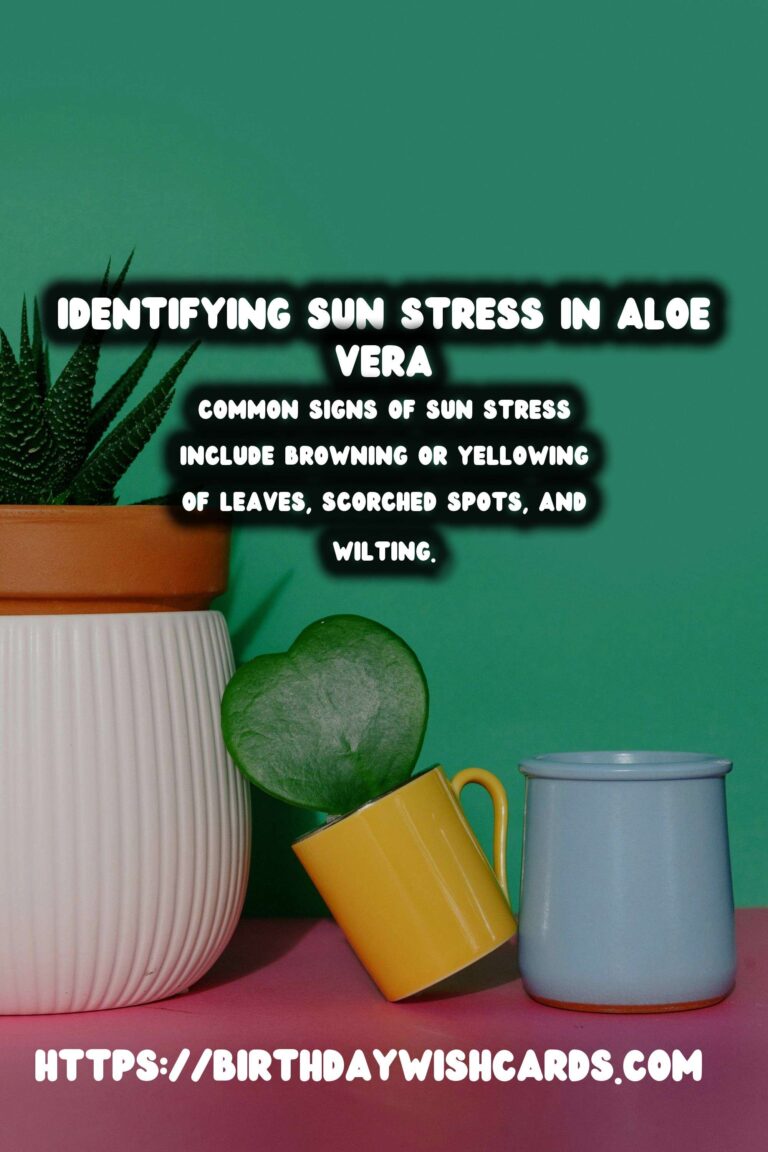 Caring for Aloe Vera Plants: Identifying Sun Stress and Ensuring Optimal Growth