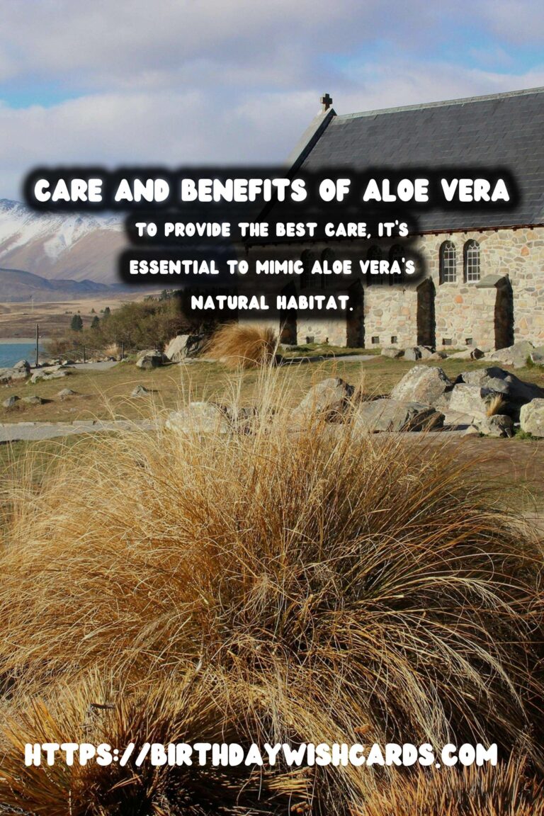 Caring for Aloe Vera: The Ultimate Medicinal Plant