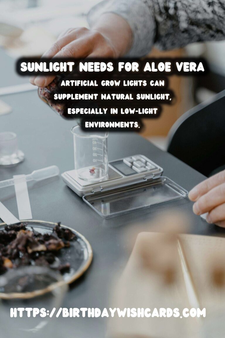 Caring for Aloe Vera: Understanding Sun Requirements