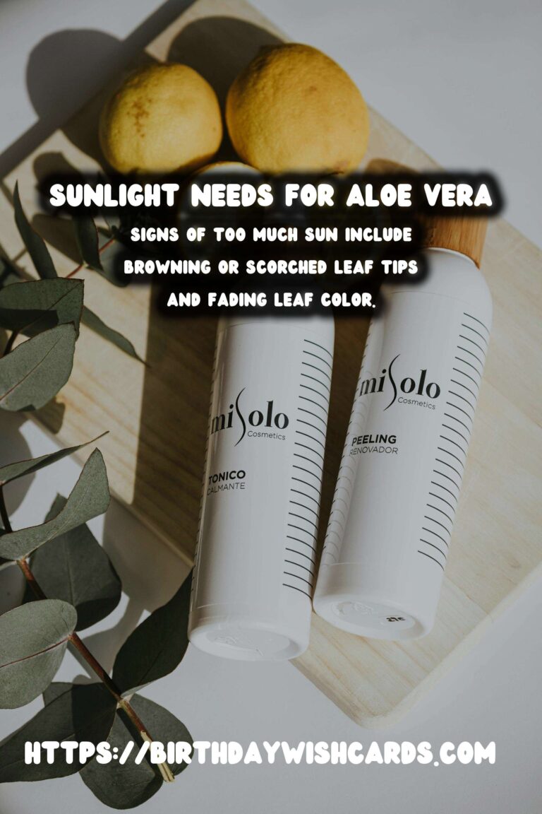 Caring for Aloe Vera: Understanding Sun Requirements
