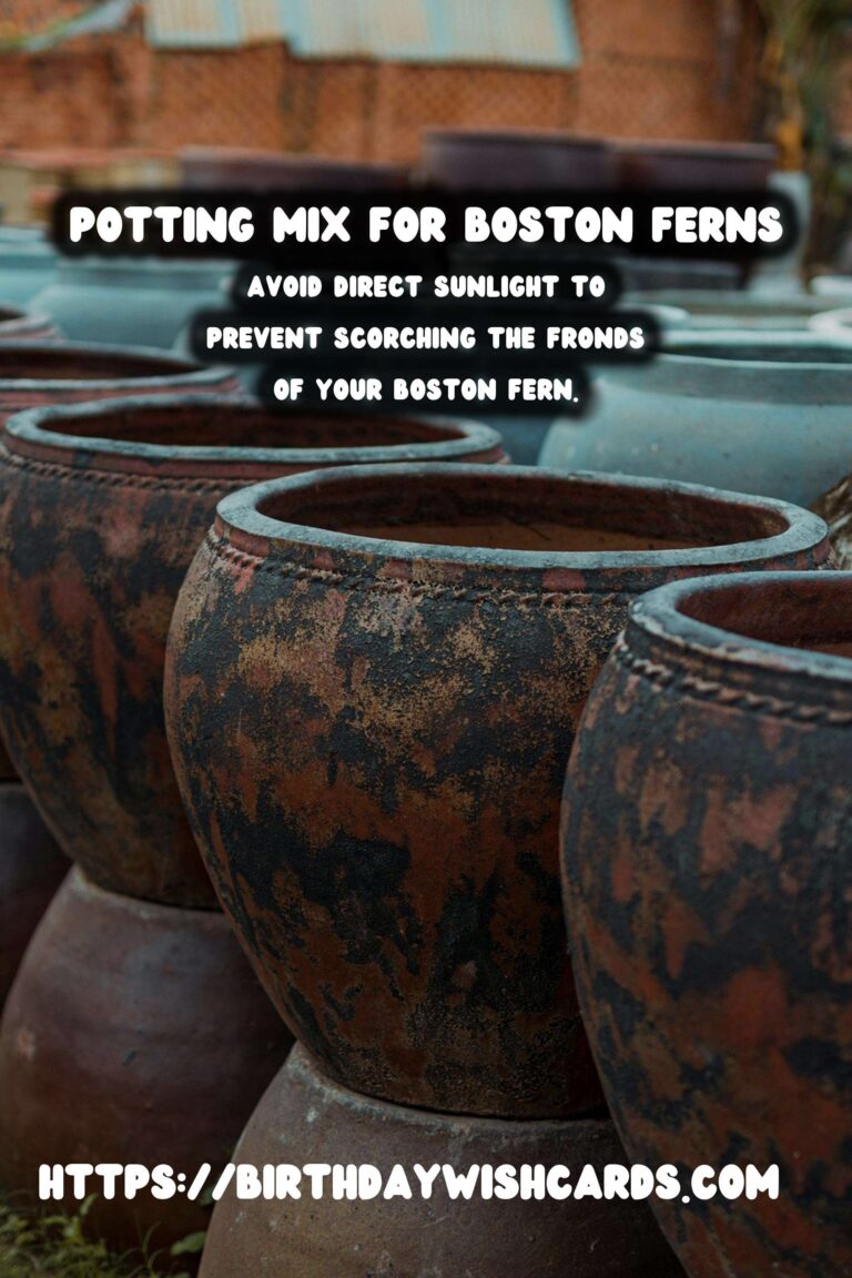 Caring for Boston Ferns: Best Potting Mix and Maintenance Tips