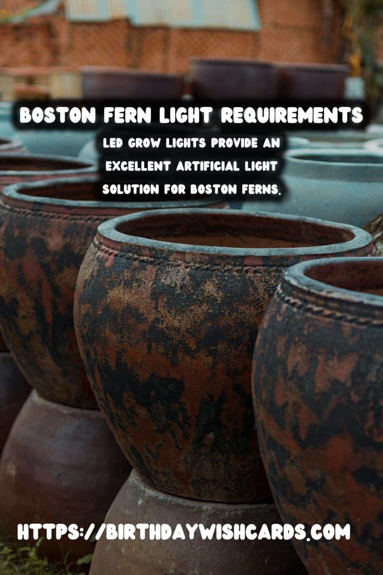 Caring for Boston Ferns: Essential Light Requirements