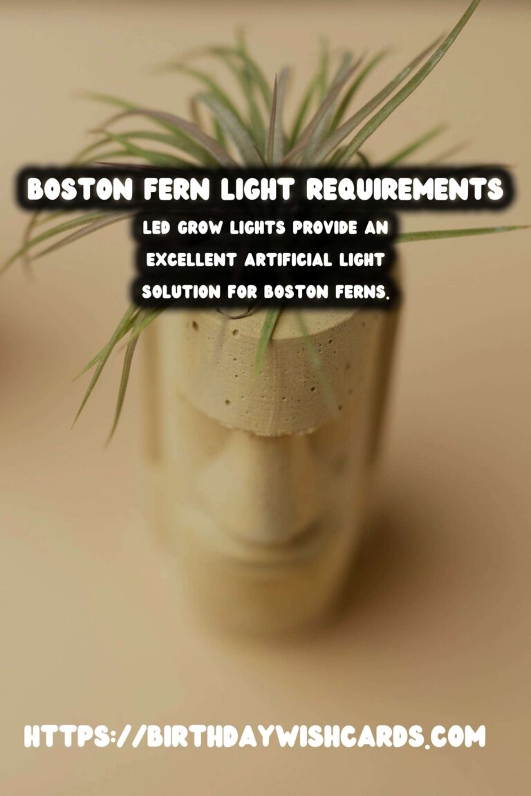 Caring for Boston Ferns: Essential Light Requirements