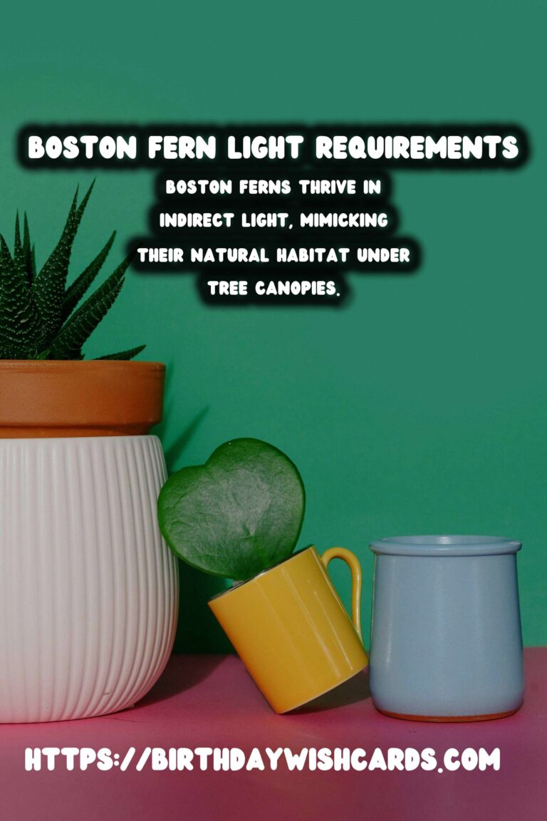 Caring for Boston Ferns: Essential Light Requirements