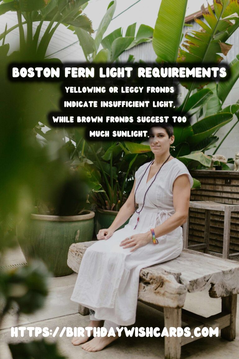 Caring for Boston Ferns: Essential Light Requirements
