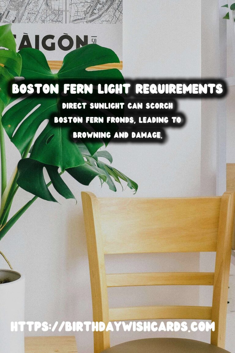 Caring for Boston Ferns: Essential Light Requirements