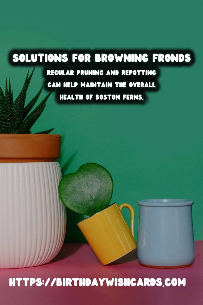 Caring for Boston Ferns: Solutions for Browning Fronds