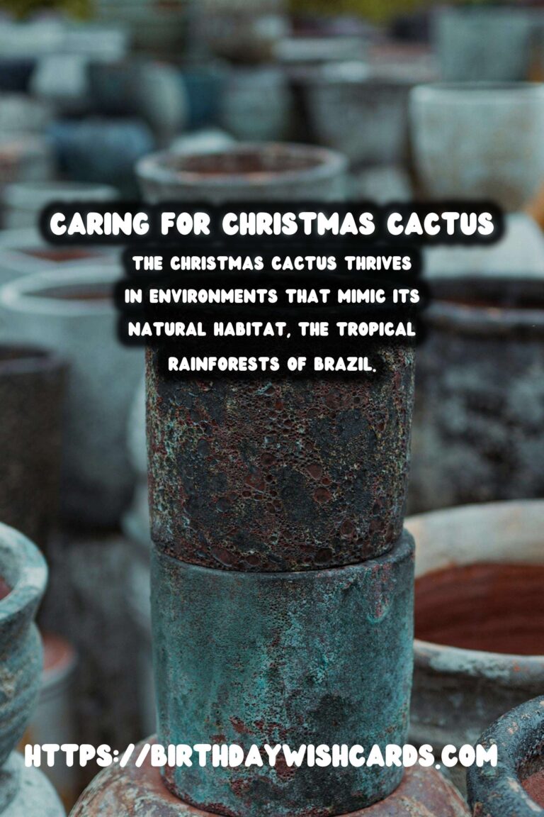 Caring for Christmas Cactus: Understanding Humidity Needs