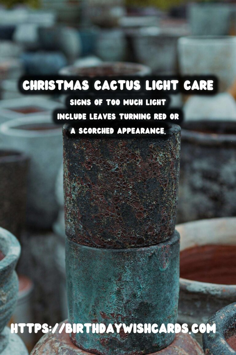 Caring for Christmas Cactus: Understanding Light Requirements