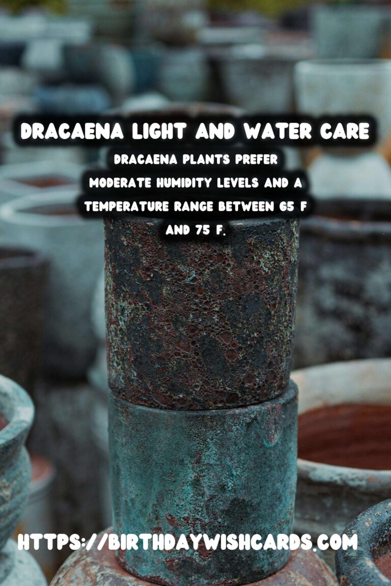 Caring for Dracaena Plants: Light and Water Needs