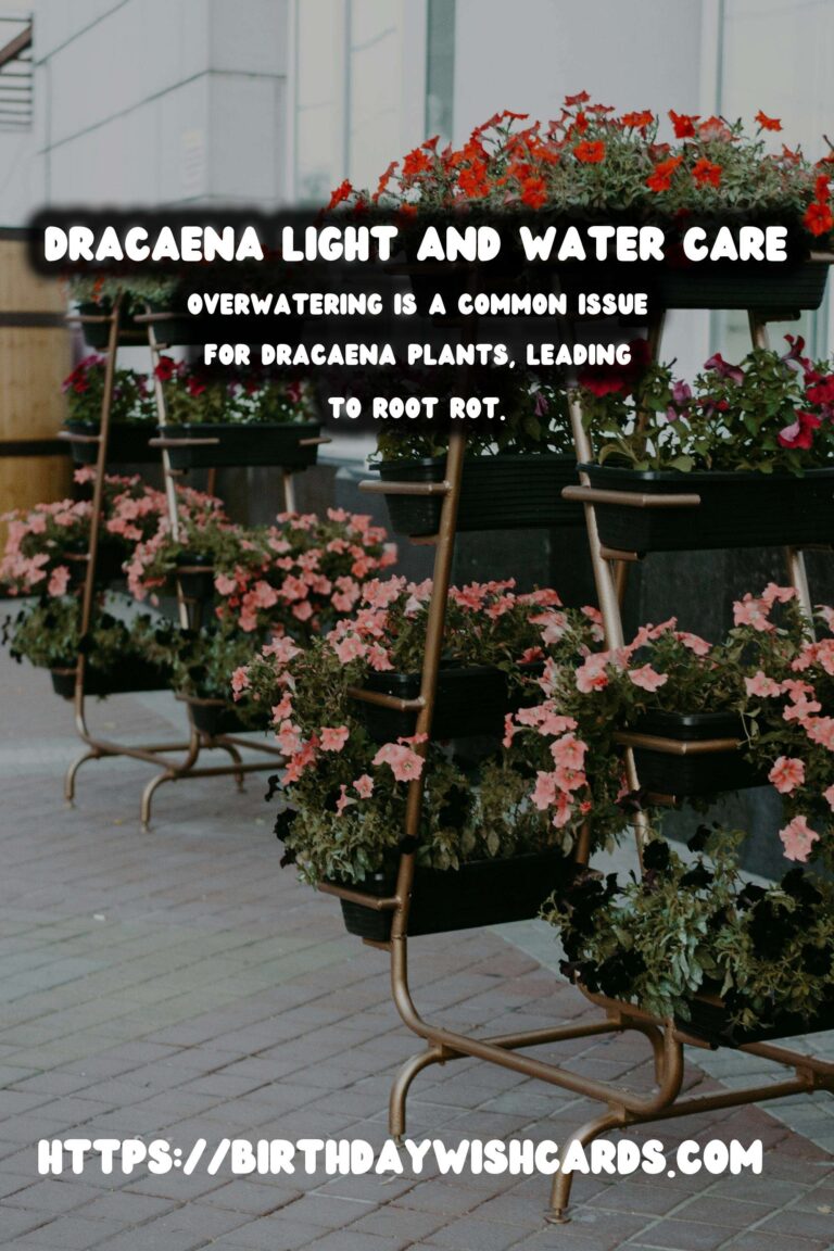 Caring for Dracaena Plants: Light and Water Needs