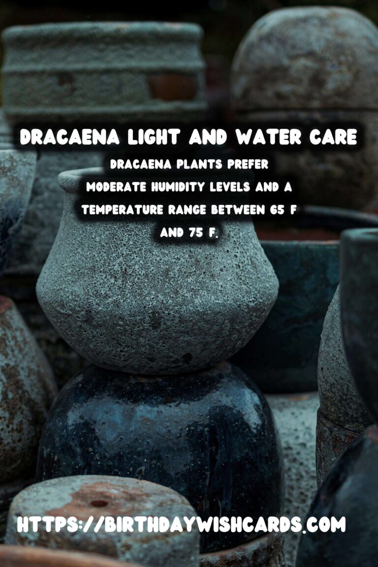 Caring for Dracaena Plants: Light and Water Needs