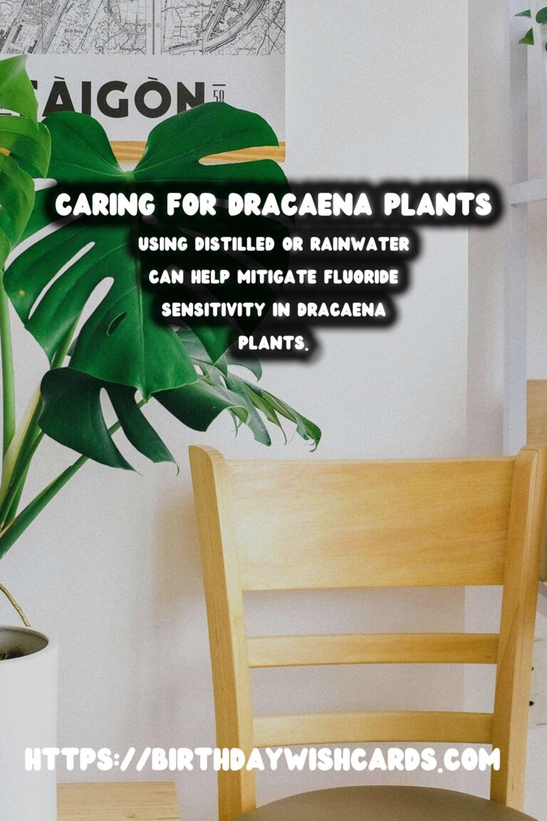 Caring for Dracaena Plants: Understanding Brown Tips and Edges